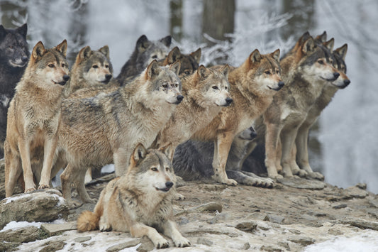 Le chien dominant n’existe pas.