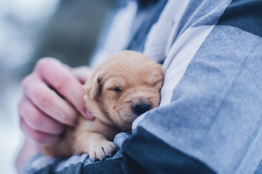 Les métiers qui ont du chien