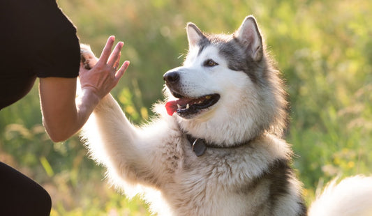Chien primitif : comment l'éduquer ?