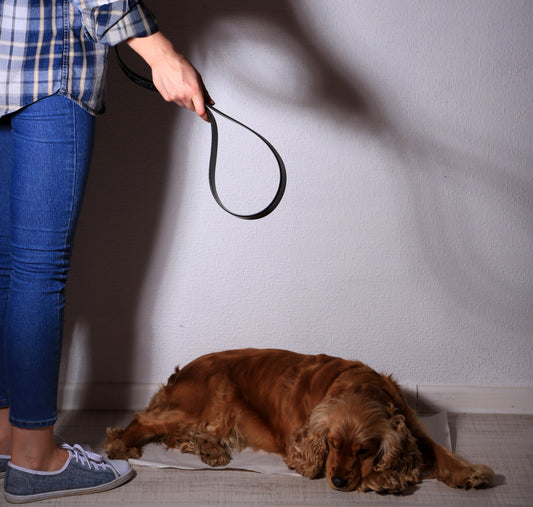 Des clubs canins qui enseignent la maltraitance : ça existe encore.