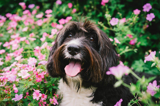 Les huiles essentielles pour mon chien