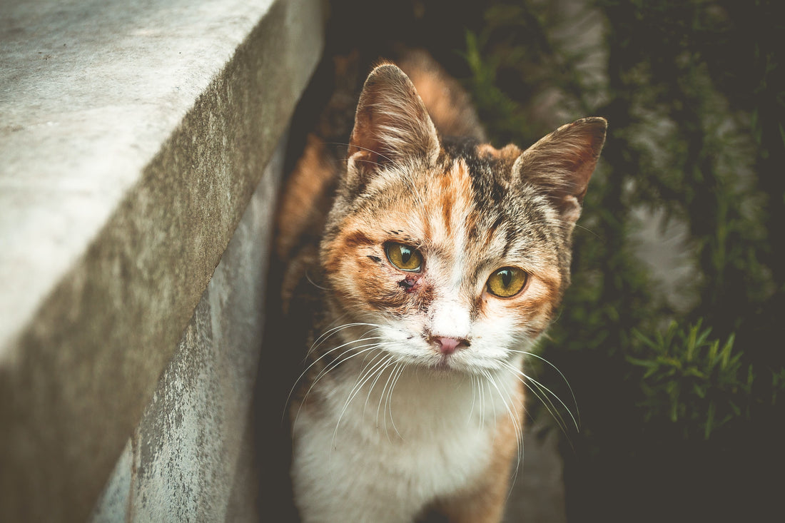 Au secours, mon chat est blessé !