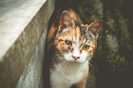 Au secours, mon chat est blessé !