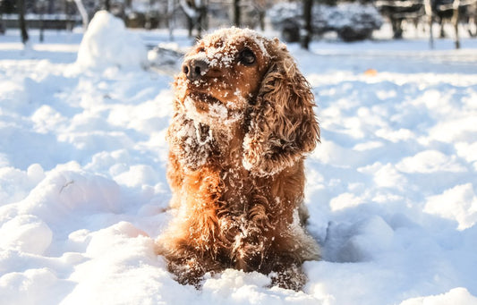 Hiver : ce que vous devez savoir au sujet des balades