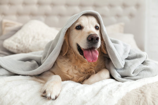Protéger son chien du froid de l'hiver