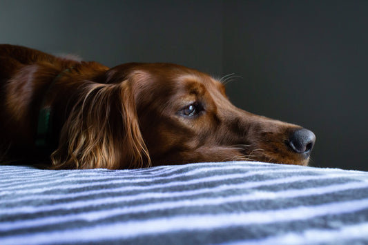 Décès, déménagement ou nouvel arrivant : comment faire quand mon chien déprime