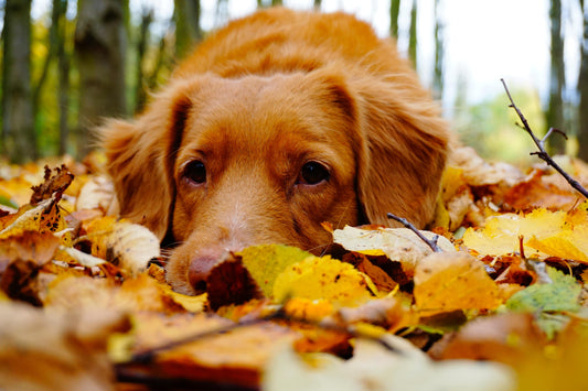 Chiot ou chien craintif: pourquoi ne pas les emmener en cours collectif