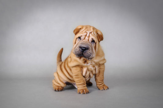 Un chien qui souffre, ça se vend mieux