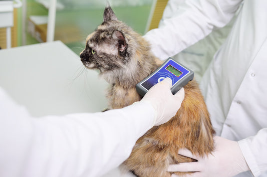 “Mon chat n’était pas identifié. Alors il a été tué.”