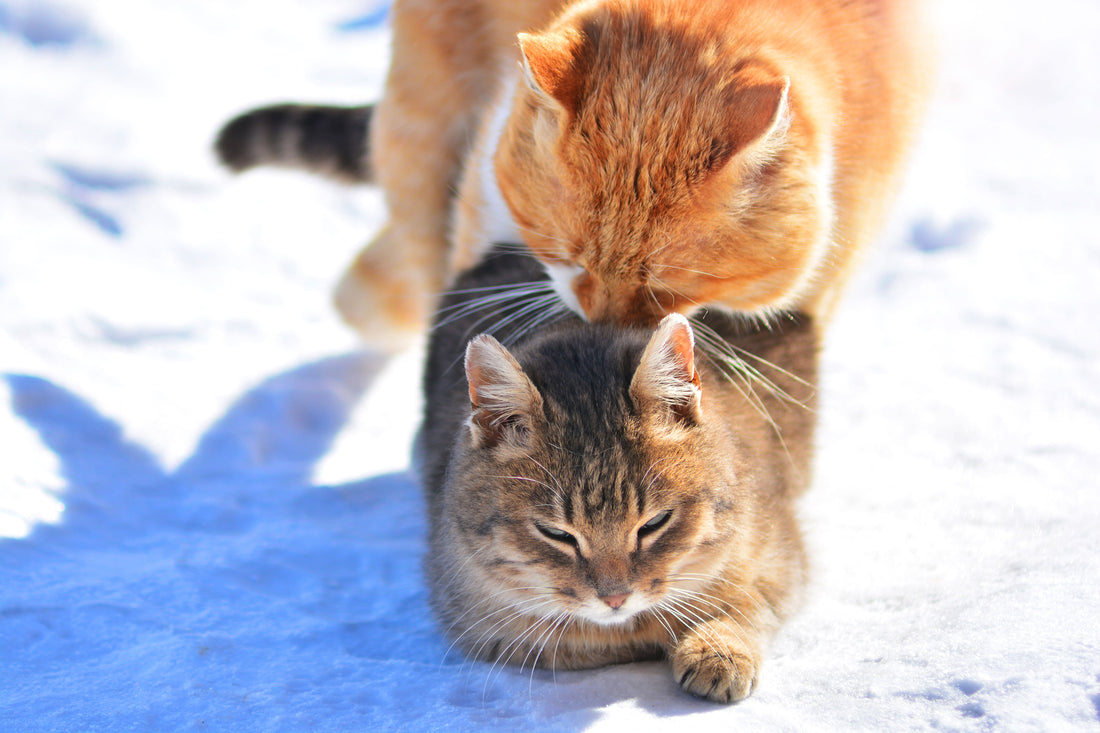 Des comportements sexuels même avec un chat castré ?