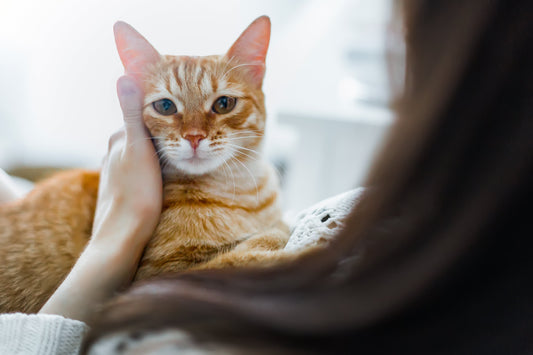 3 étapes qui détruisent votre relation avec Minet.