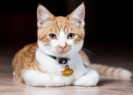 Collier : Ton chat ne mérite pas ça
