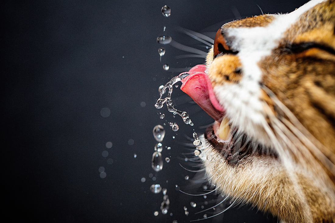 Ton chat ne boit pas assez