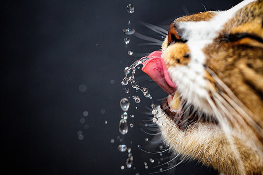 Ton chat ne boit pas assez
