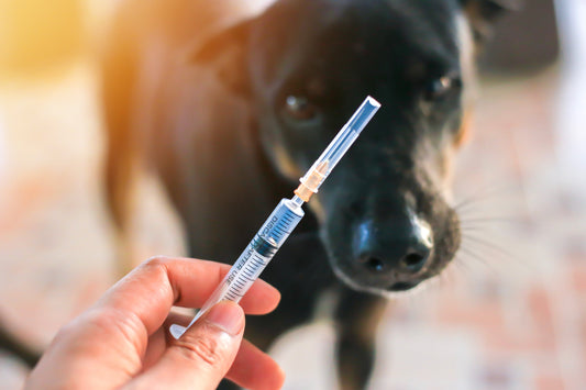 Rappel de vaccin : votre chien en a-t-il réellement besoin ?