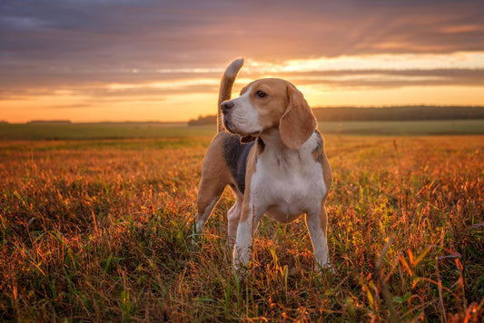 Le danger des épillets pour votre chien