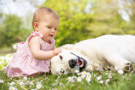 Chien et bébé : attention aux préjugés !