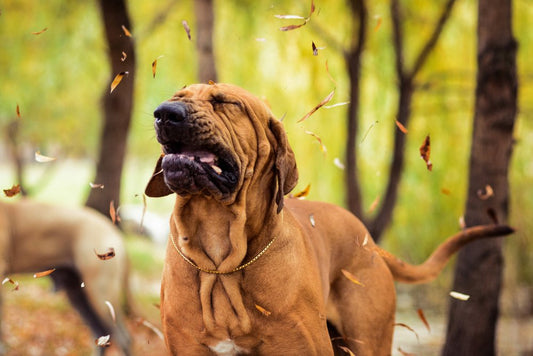 Pollen, Homme, ou poulet : mon chien est-il allergique ?