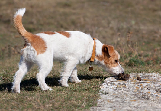Votre chien mange-t-il des crottes ?