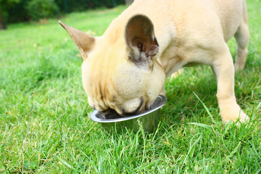 Glucides : Faire le bon choix de croquettes