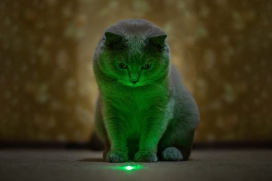 Jeu du laser et clochette au collier : ces deux objets qui le rendent fou
