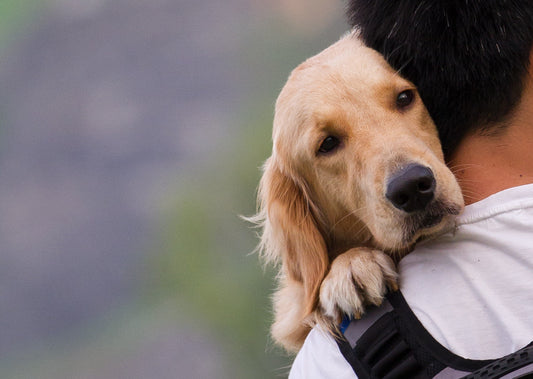 Test : Êtes-vous prêt à adopter un chien ?
