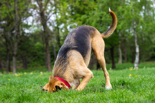 Avez-vous déjà retrouvé votre chien dans cette position ?