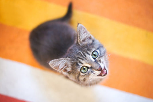 Comment bien comprendre votre chat ?