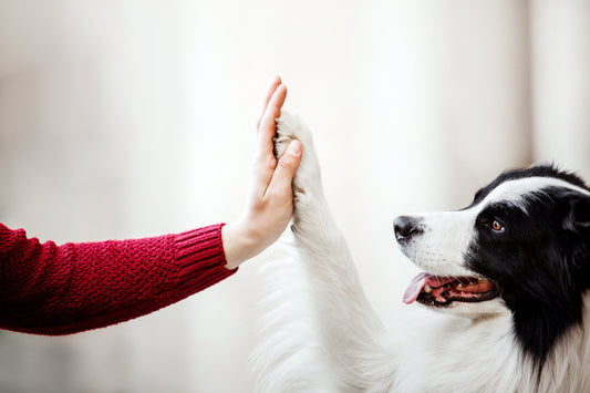 Quand votre chien vous imite