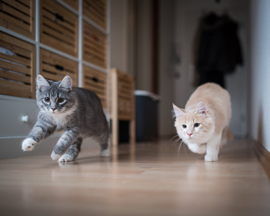 Vos chats sont-ils faits pour cohabiter ?