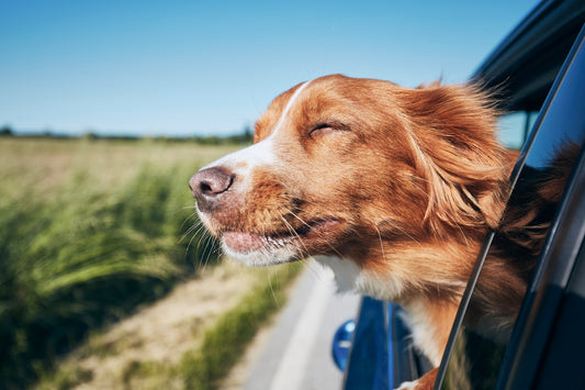 Mes chiens adorent les trajets en voiture. Voici comment.