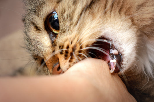 À ton avis, Méo est-il un chat agressif ?