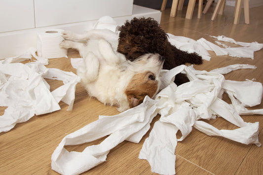 Muriel n’a pas d’autorité sur son chien.