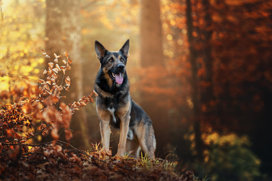 Mettre des mots sur les pensées de mon chien.