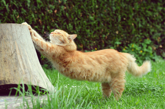 Milo, chat arthrosique, a retrouvé sa souplesse : voici comment.
