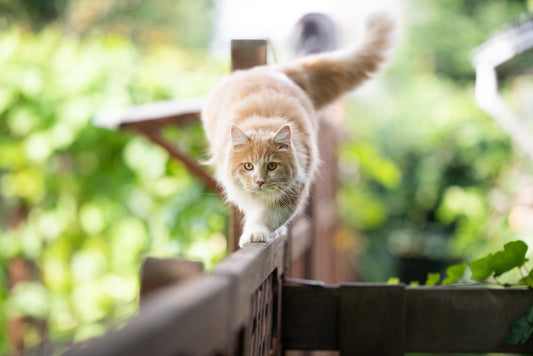 Minet perd l'équilibre...