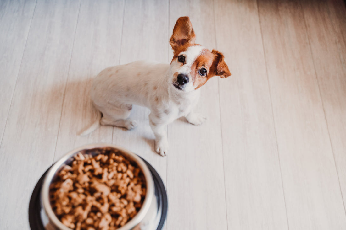 Appâter les éleveurs : une stratégie rentable chez Royal Canin
