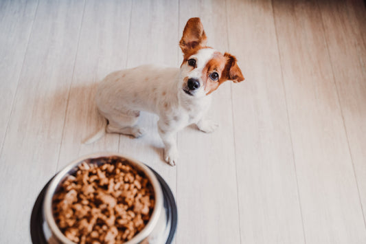 Appâter les éleveurs : une stratégie rentable chez Royal Canin