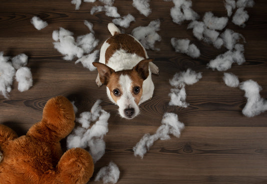 Chien qui détruit en l'absence : comprendre et agir