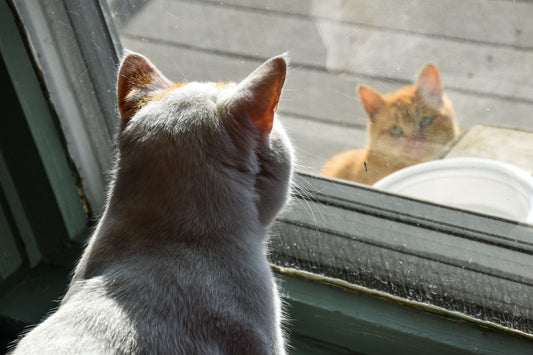 Chat d’intérieur ou d’extérieur : que privilégier ?