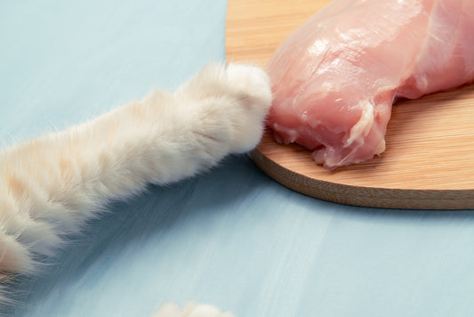 Penses-tu que ton chat est voleur ?