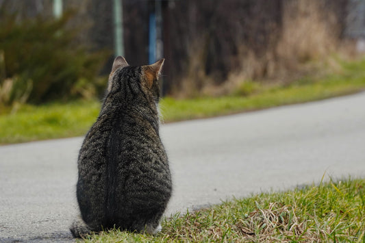 Faut-il abandonner Cachou ?