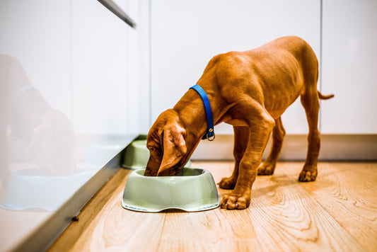 Manque d’appétit : comment faire grossir son chien ?