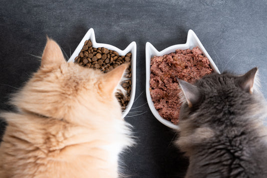 Croquettes : Je m’inquiète pour nos chats.