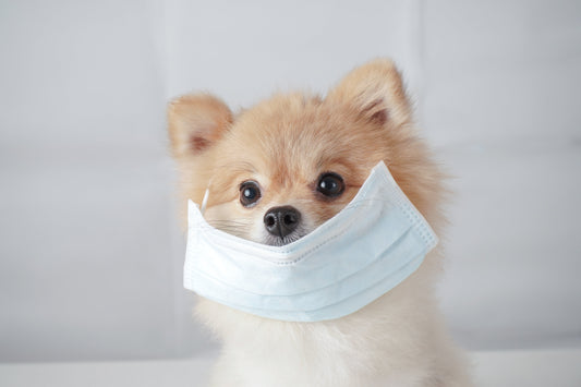 Coronavirus : nos chiens, victimes collatérales