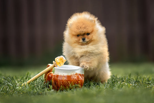 Les abeilles sont précieuses pour votre chien