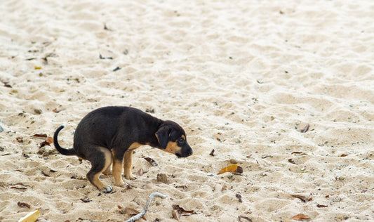 Votre chien mange… des crottes ?! Voici pourquoi.