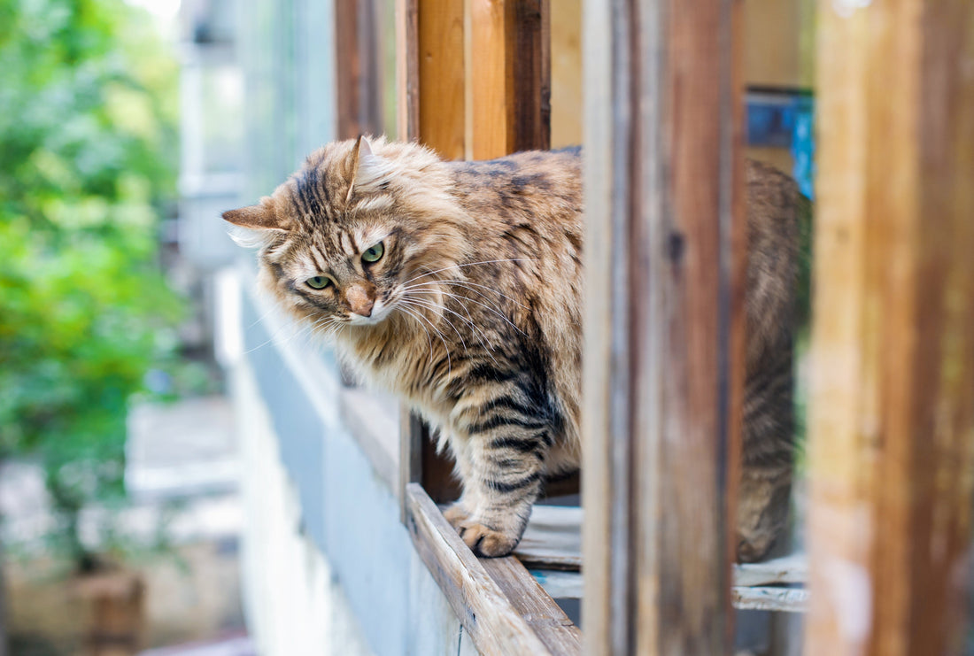 Gaspard est un chat parachutiste !