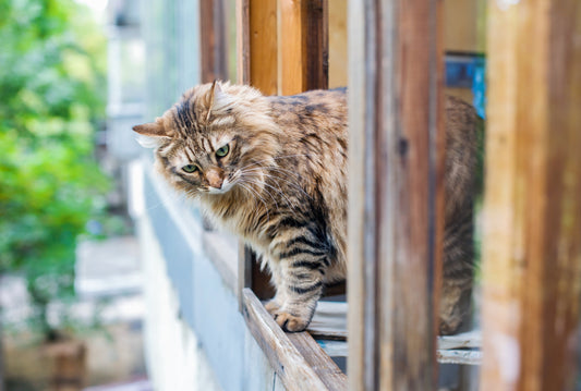 Gaspard est un chat parachutiste !
