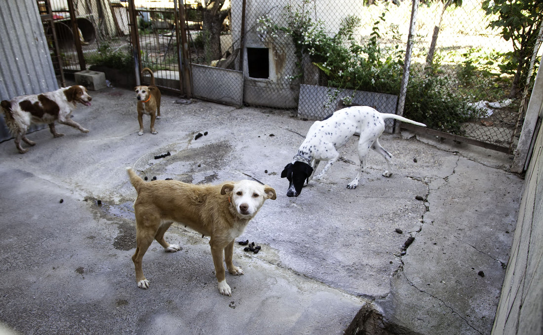 Gangrénée par le lobby de la chasse, la Société Centrale Canine est CONTRE le référendum pour les animaux.